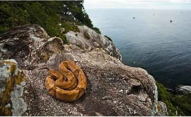 La isla de las serpientes Queimada Grande La isla más peligrosa del